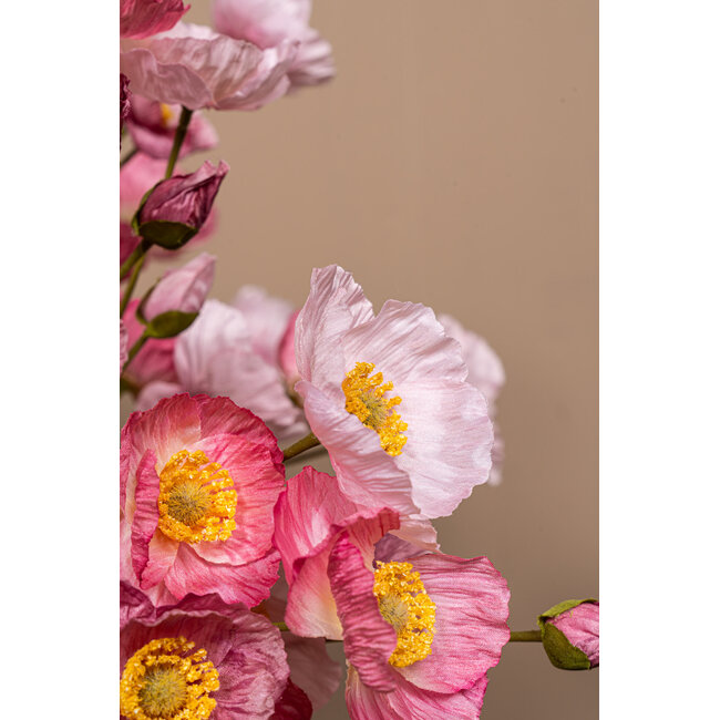 Poppy flower pink bundle with buds