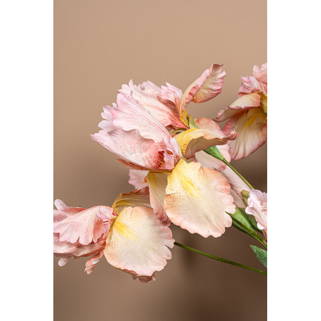 Garden flower pink iris spray with bud