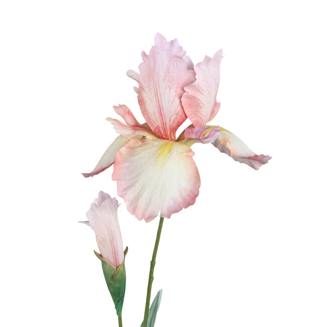 Garden flower pink iris spray with bud