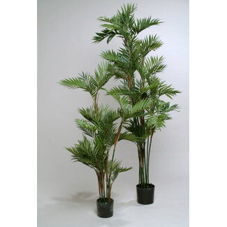 VRANCKX parlour palm 1.40 m