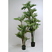 VRANCKX parlour palm 1.40 m