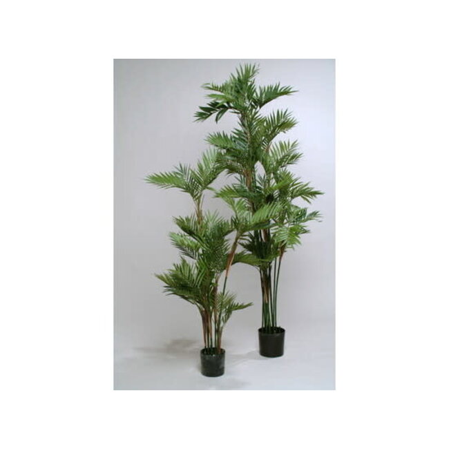 PARLOUR PALM 2.00M