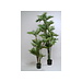 PARLOUR PALM 2.00M