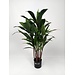 VRANCKX CORDYLINE TT 110 CM