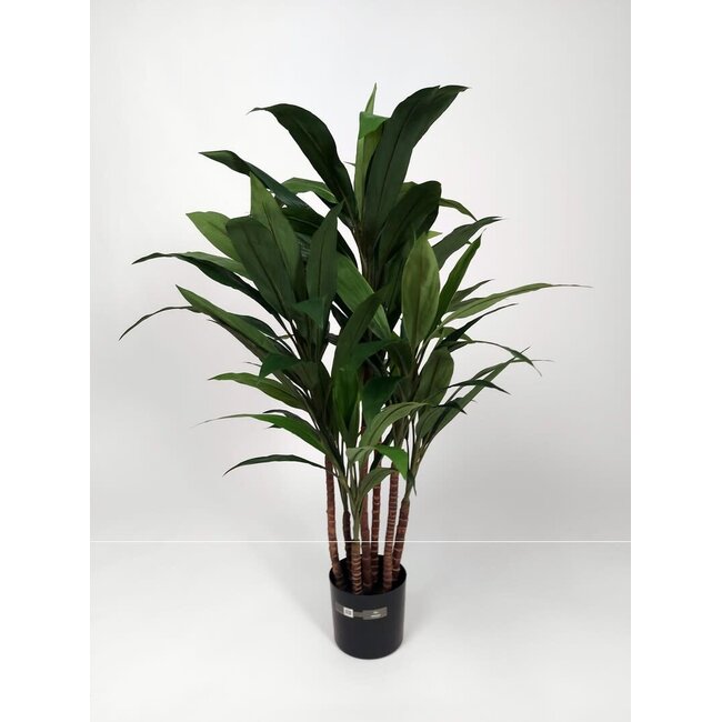 CORDYLINE TT 110 CM