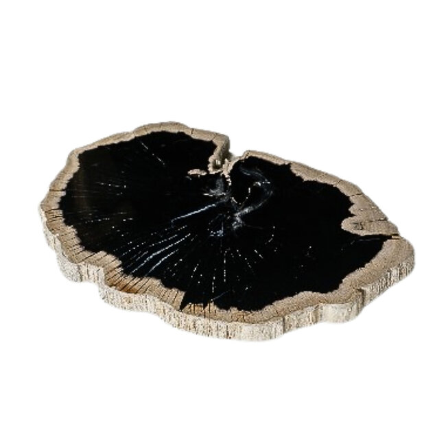 Dalva black petrified wood deco slice plate round