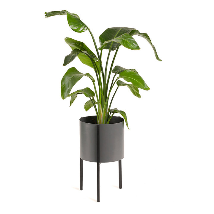 Plantenbak - Delphine Zwart Laag