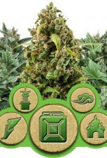 Royal Queen Seeds Autoflowering Outdoor Mix