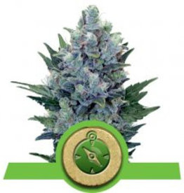 Royal Queen Seeds Northern Light Automatic