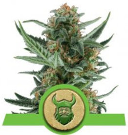 Royal Queen Seeds Royal Dwarf Autoflowering