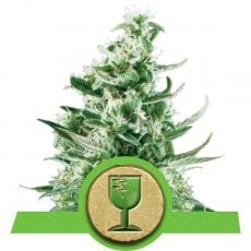 Royal Queen Seeds Royal Critical Automatic