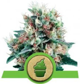 Royal Queen Seeds Royal Creamatic