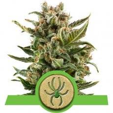 Royal Queen Seeds White Widow Automatic