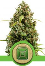 Royal Queen Seeds Diesel Automatic