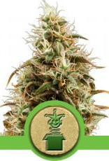 Royal Queen Seeds Royal Jack Automatic