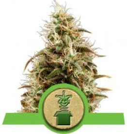 Royal Queen Seeds Royal Jack Automatic