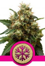 Royal Queen Seeds Ice