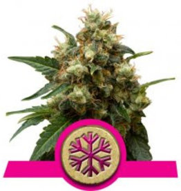 Royal Queen Seeds Ice