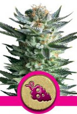 Royal Queen Seeds Fruit Spirit