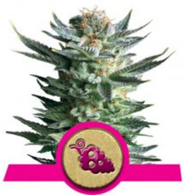 Royal Queen Seeds Fruit Spirit