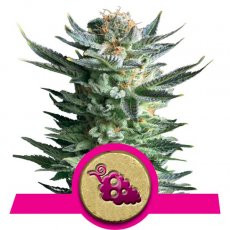 Royal Queen Seeds Fruit Spirit