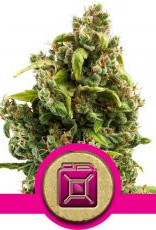 Royal Queen Seeds Sour Diesel