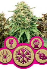 Royal Queen Seeds Feminized Mix