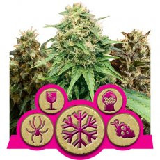 Royal Queen Seeds Gefeminiseerde mix