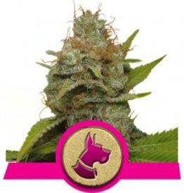 Royal Queen Seeds Kali Dog