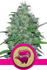 Royal Queen Seeds Skunk XL