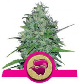 Royal Queen Seeds Skunk XL