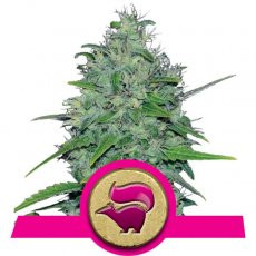 Royal Queen Seeds Skunk XL