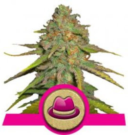 Royal Queen Seeds O.G. Kush