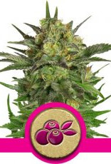 Royal Queen Seeds Haze Berry