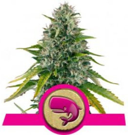 Royal Queen Seeds Royal Moby