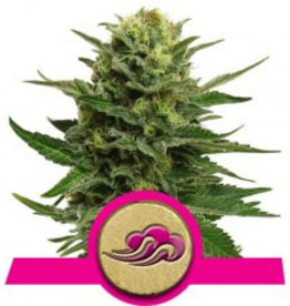 Royal Queen Seeds Blue Mistic