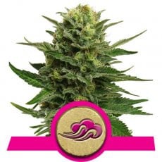 Royal Queen Seeds Blue Mistic