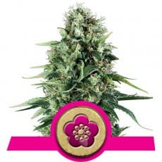 Royal Queen Seeds Power Flower