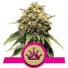 Royal Queen Seeds Special Queen #1