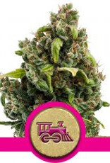 Royal Queen Seeds Candy Kush Express FAST VERSION