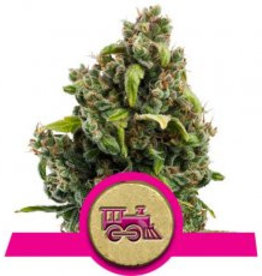 Royal Queen Seeds Candy Kush Express FAST VERSION