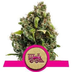 Royal Queen Seeds Candy Kush Express FAST VERSION