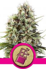 Royal Queen Seeds Chocolate Haze