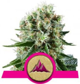 Royal Queen Seeds Critical Kush