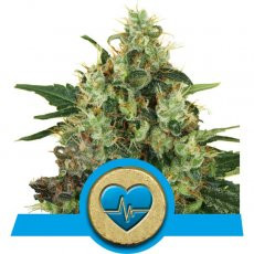 Royal Queen Seeds Medical Mass