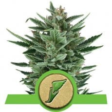 Royal Queen Seeds Quick One