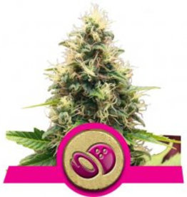 Royal Queen Seeds Somango XL