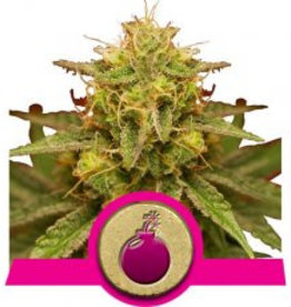 Royal Queen Seeds Royal Domina