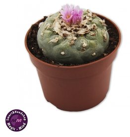 Peyote Peyote (8-10cm)