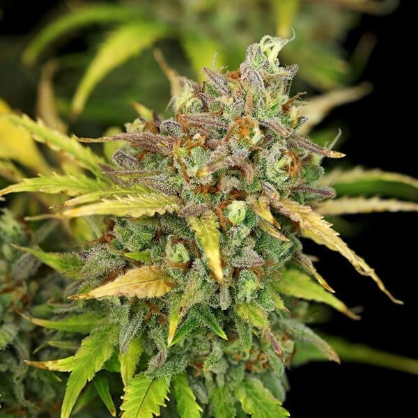 Royal Queen Seeds Sweet ZZ Automatic